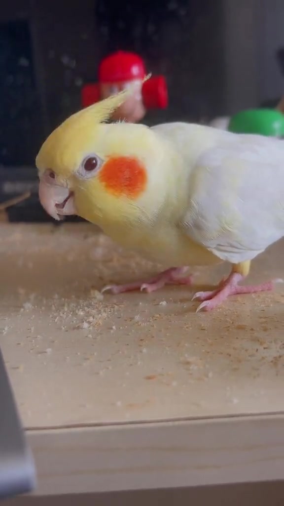 @Bixby the Budgie