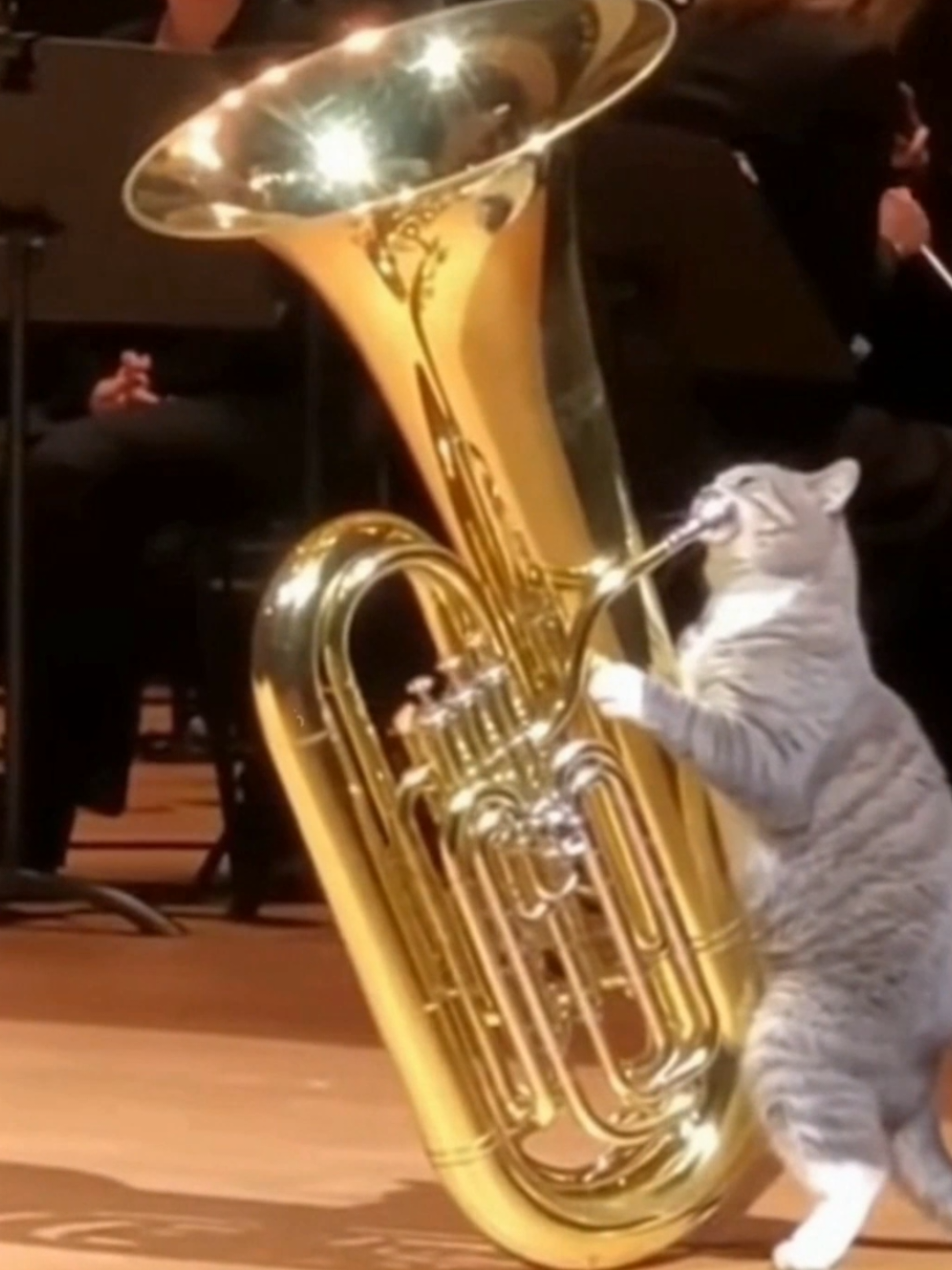 @The Cat Pods