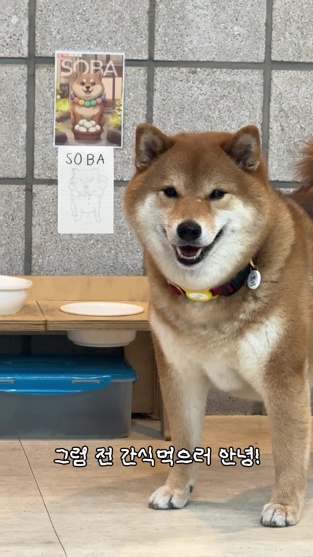 @틱톡하는시바🐕