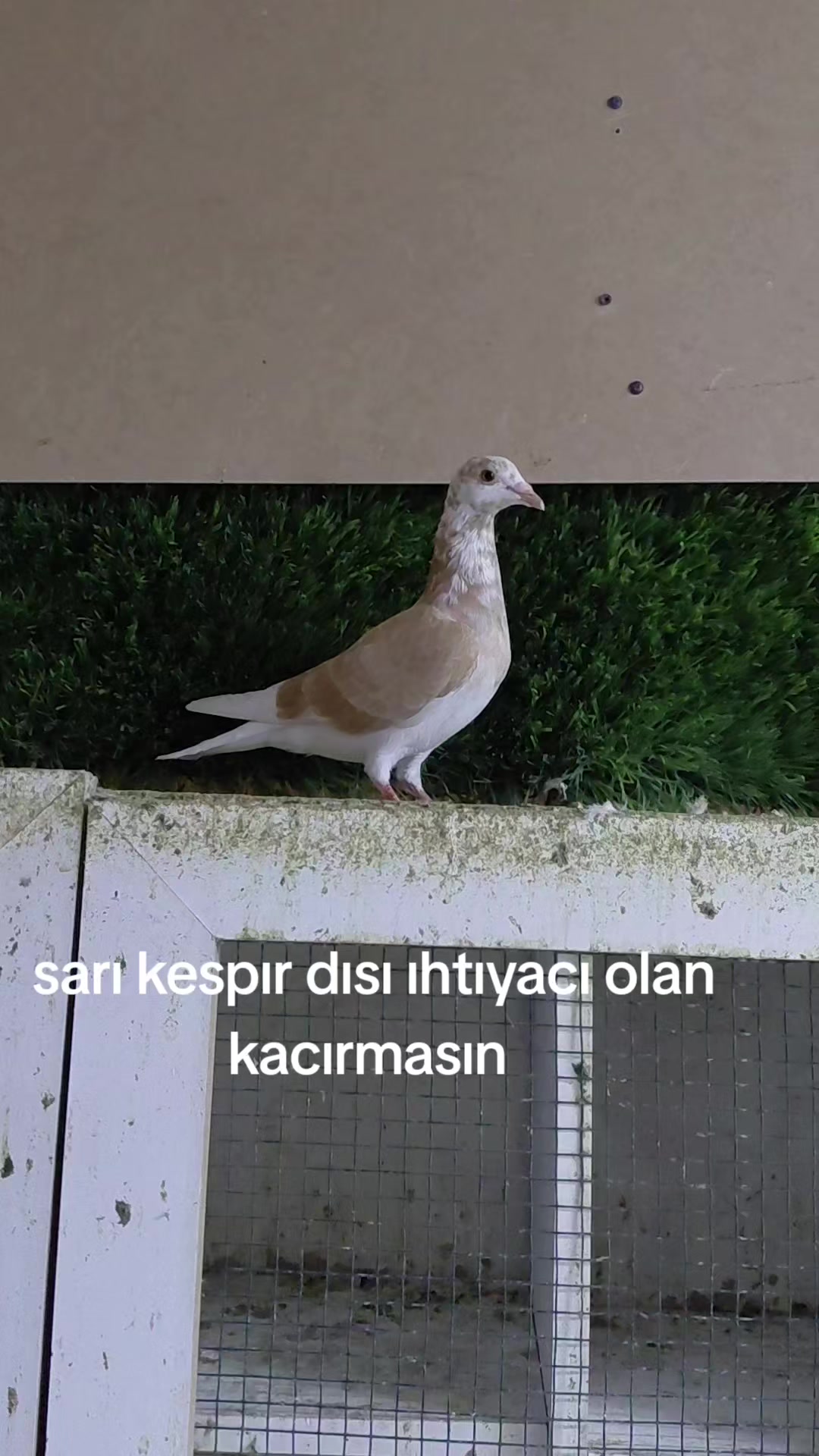 @mersinli.0233