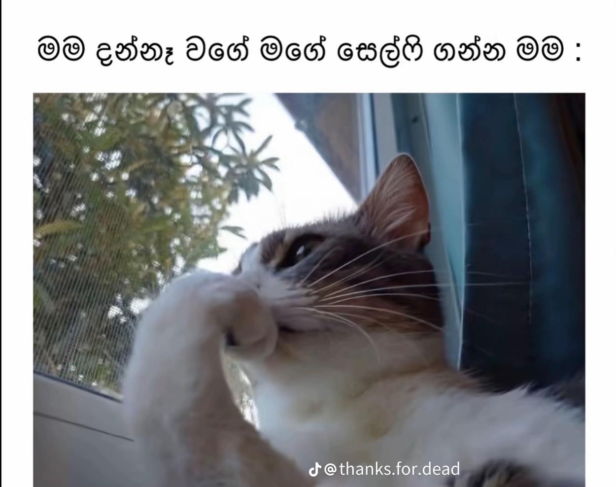 @Sachi/සචී🥹