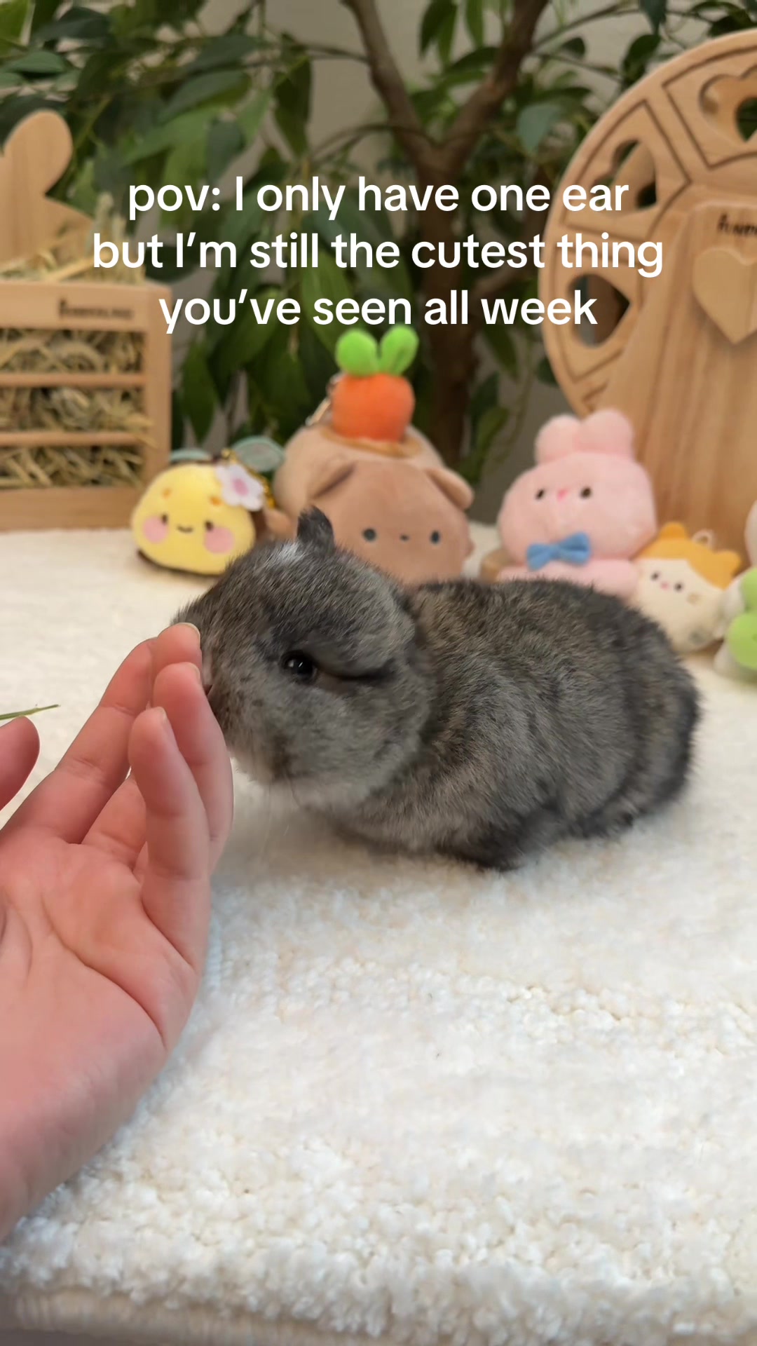 @Fluffy Bunny Orlando
