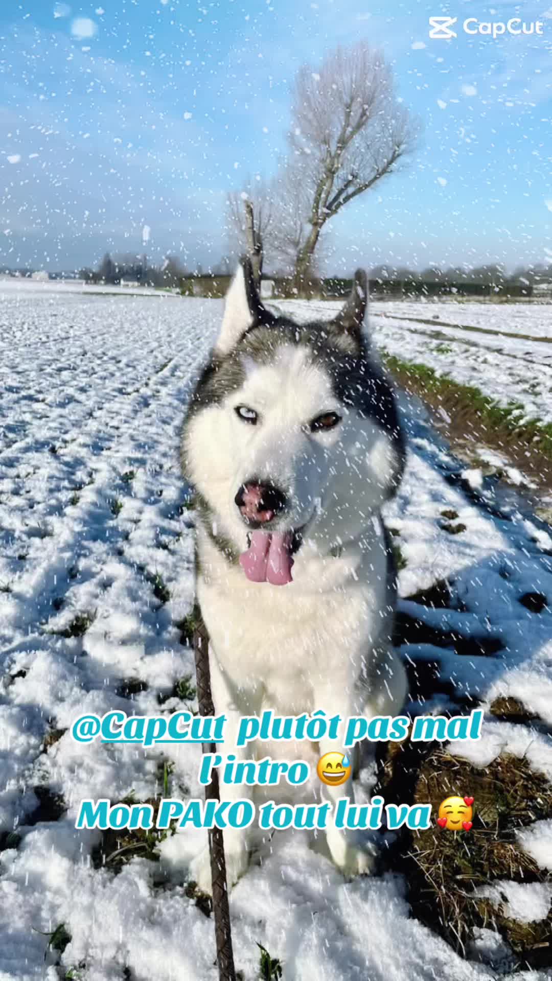 @🐺 PAKO Husky Sib&eacute;rien