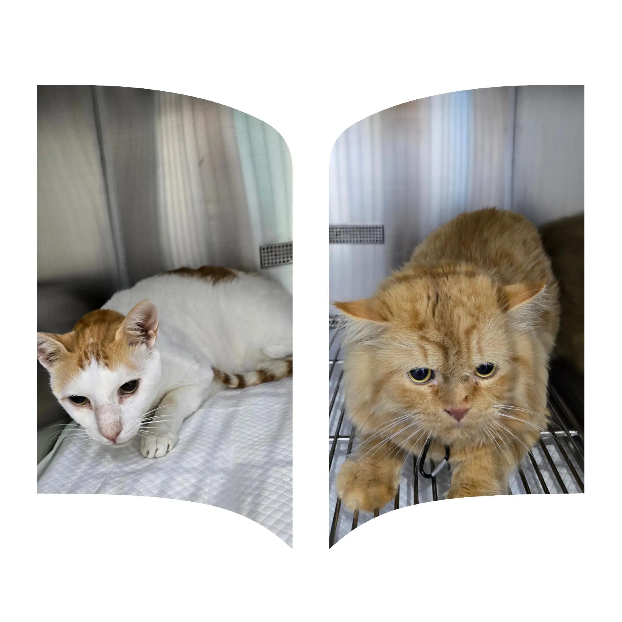 @VillagevVet LLC