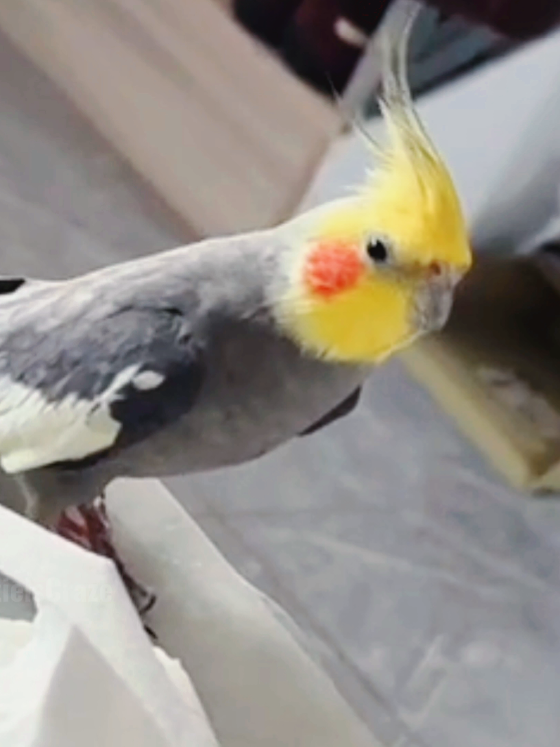 @Cockatiels Craze