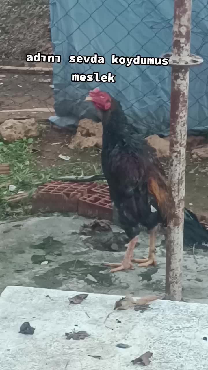 @oyun kuşu g&uuml;vercin horoz tavuk