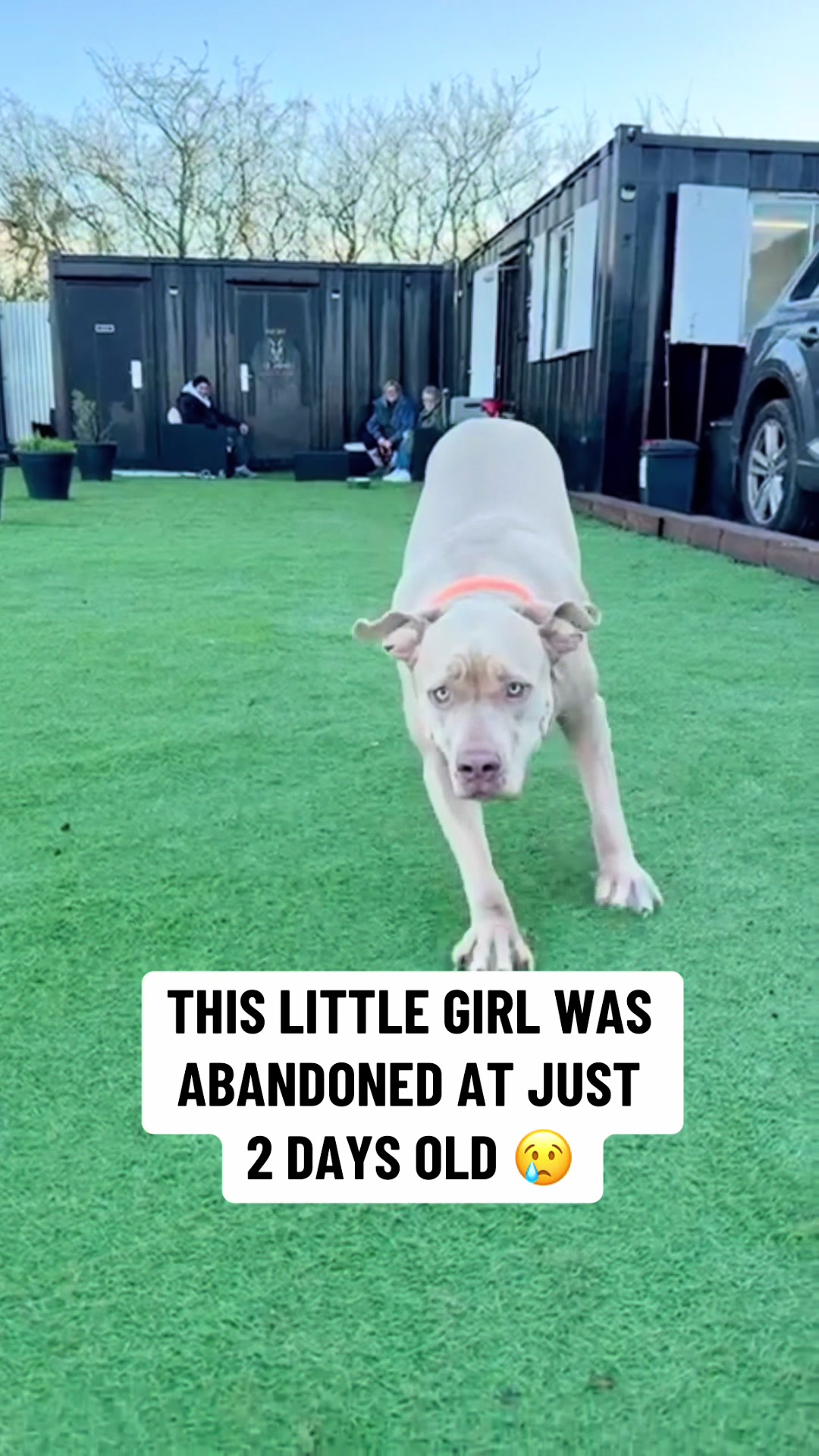 @LeeJonesOfficial Dog Training