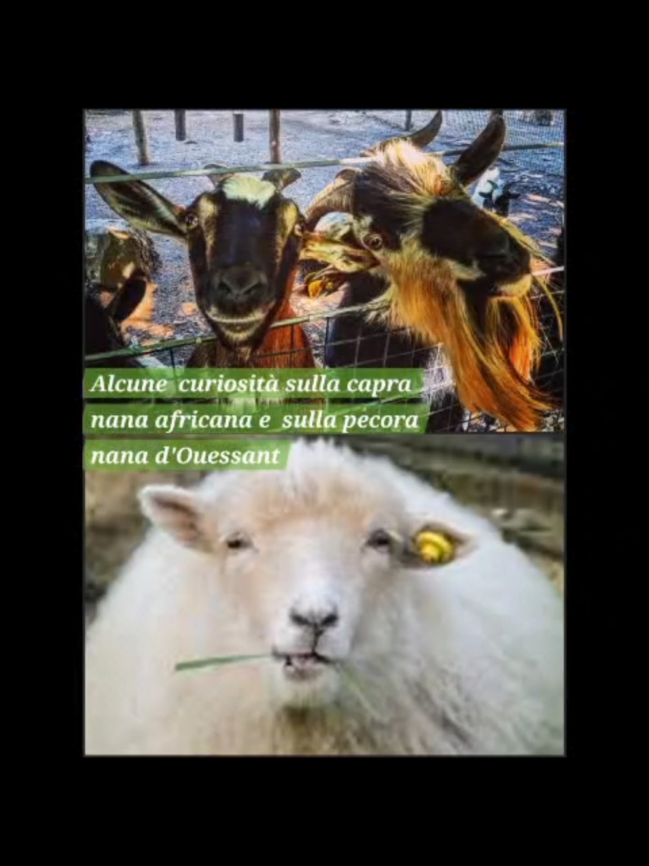 @Parco Zoo delle Star