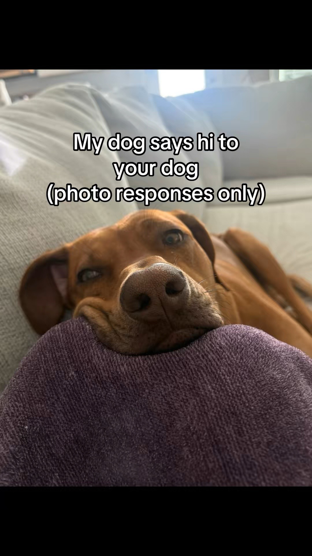 @Blue the Ridgeback