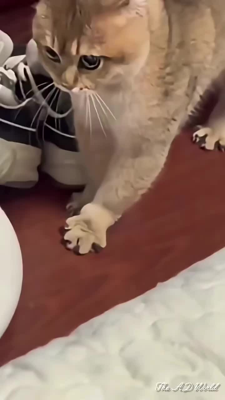 @catmood_dailymix