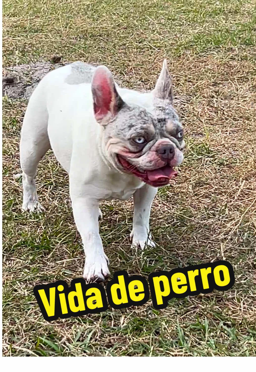 @FrenchBuldog