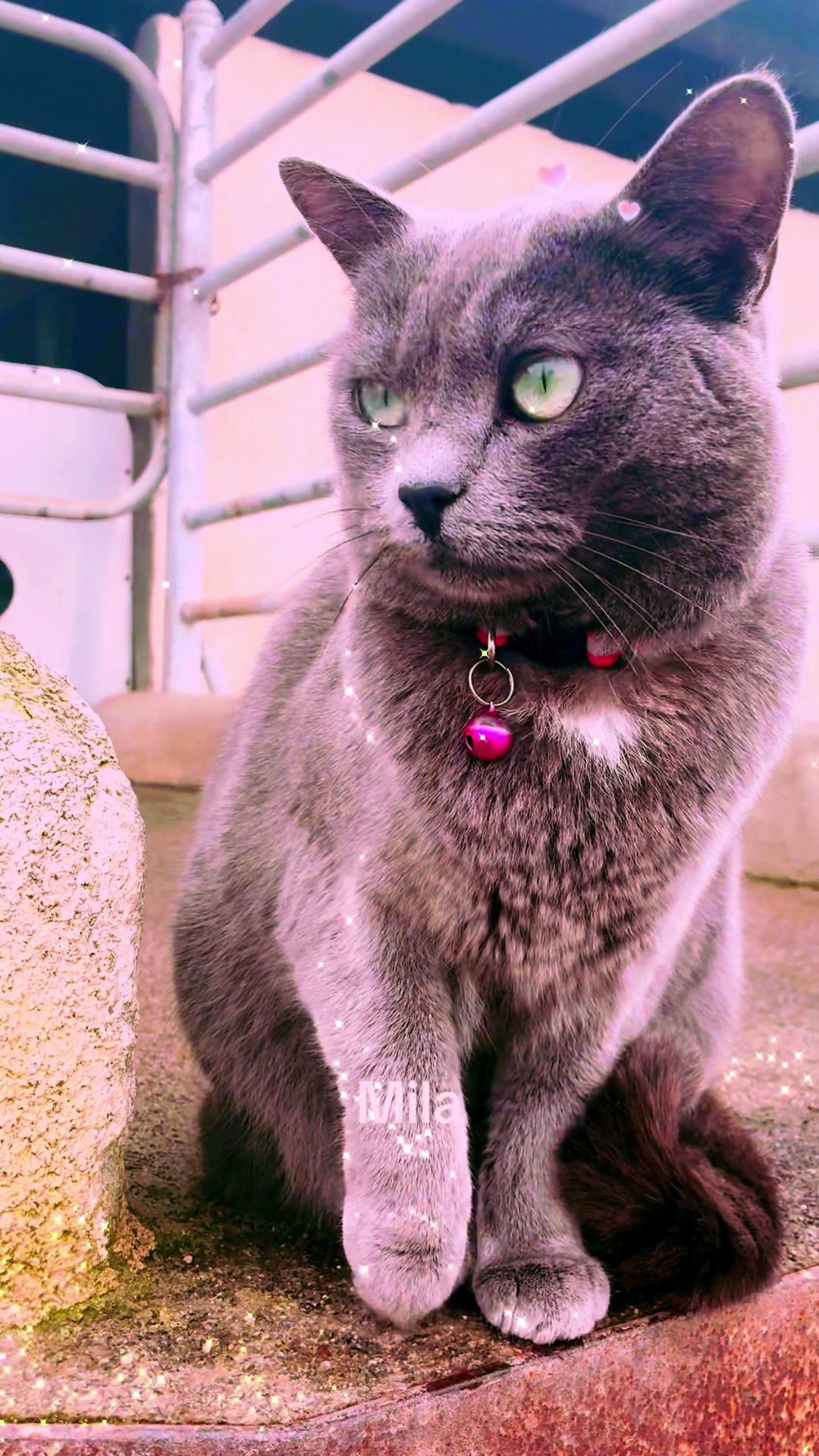 @Amri Gatitos
