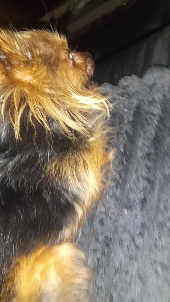 @petfamily4