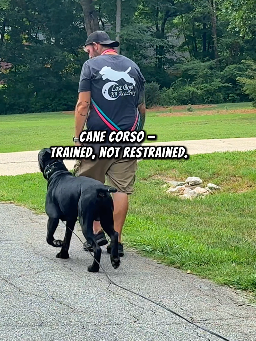 @Lost Boys K9 Academy