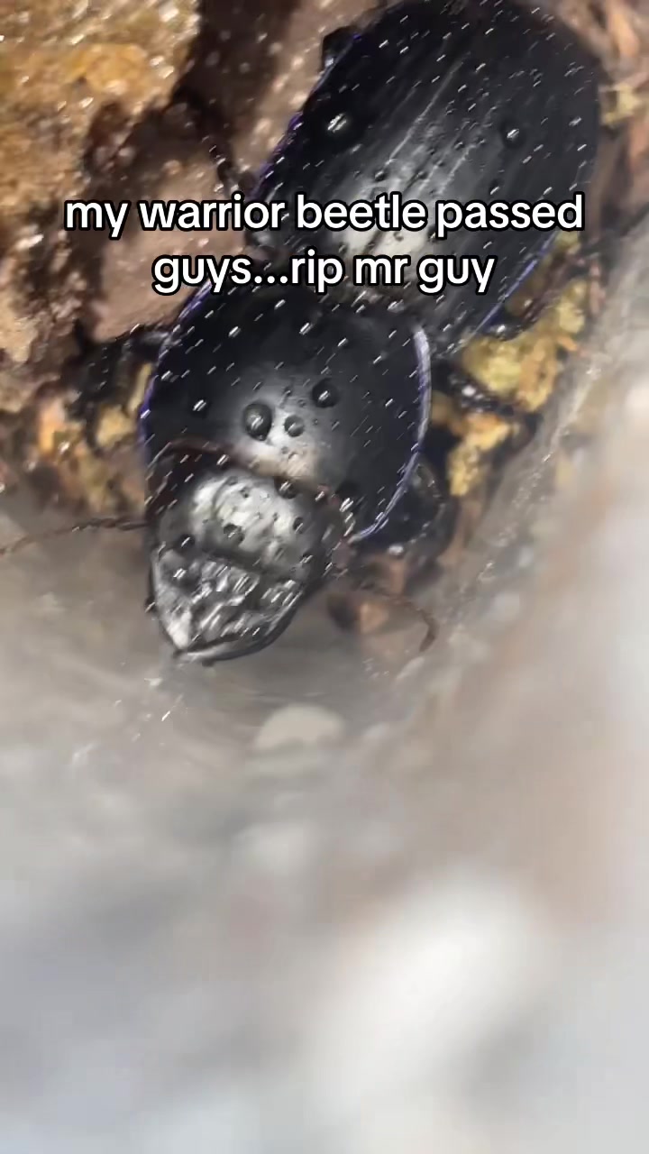 @sbuglug