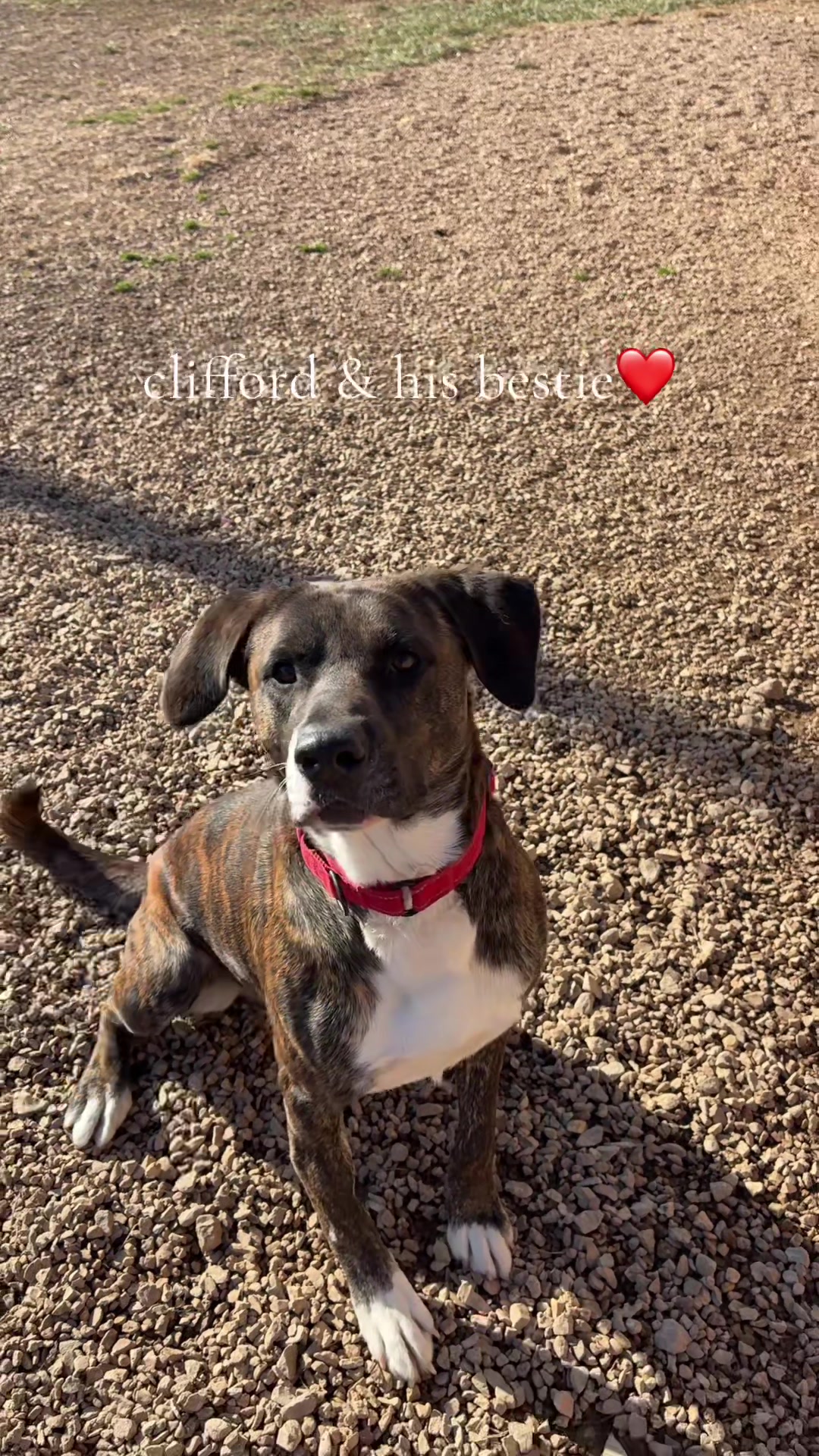@FaithfulFriendsAnimalAdvocates