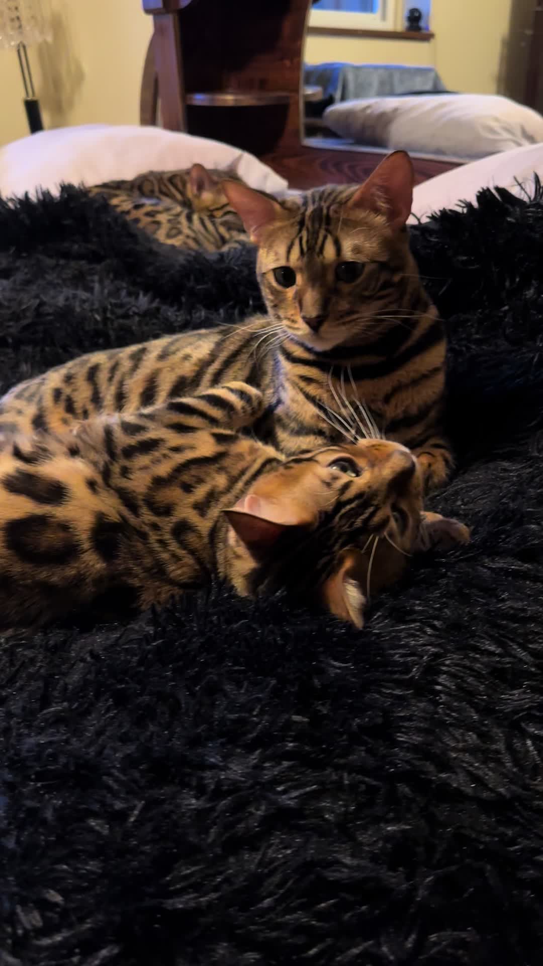 @Tiny Leopard Cats