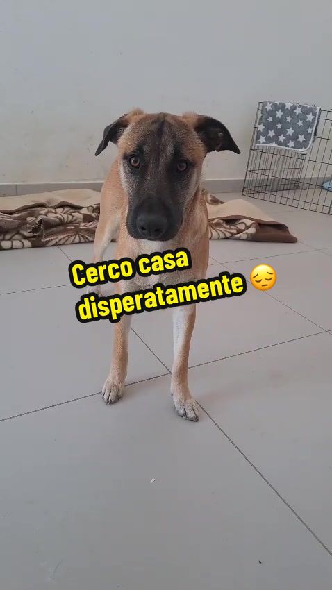 @Amor cane