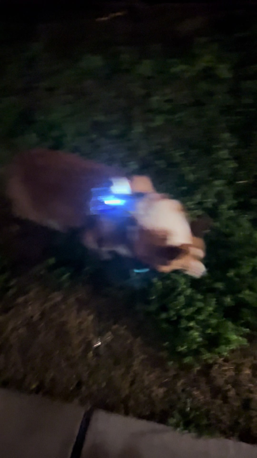 @bumi_the_corgi