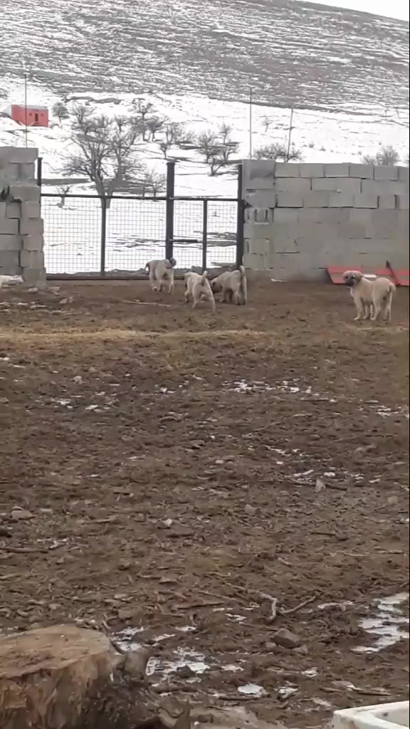@Anatolian Shepherd Dog