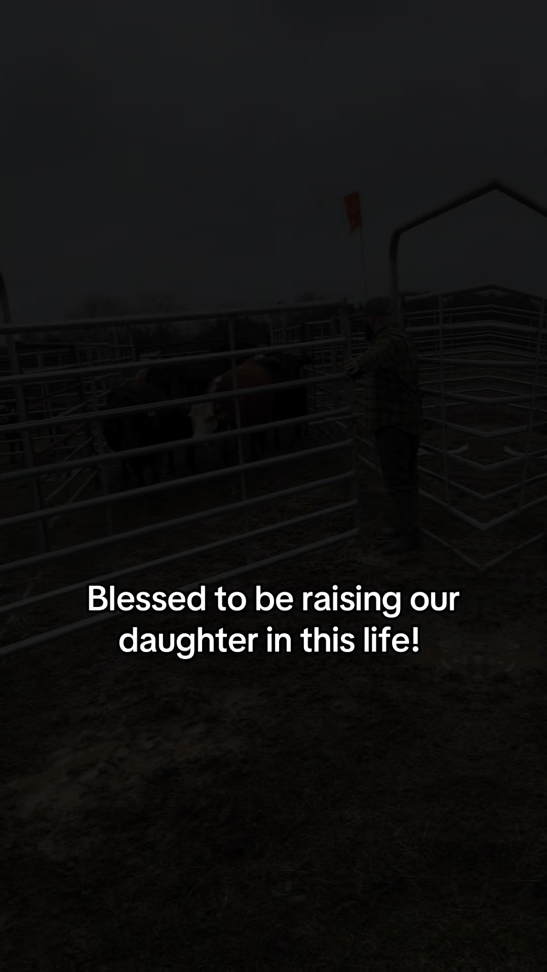 @DI CATTLE