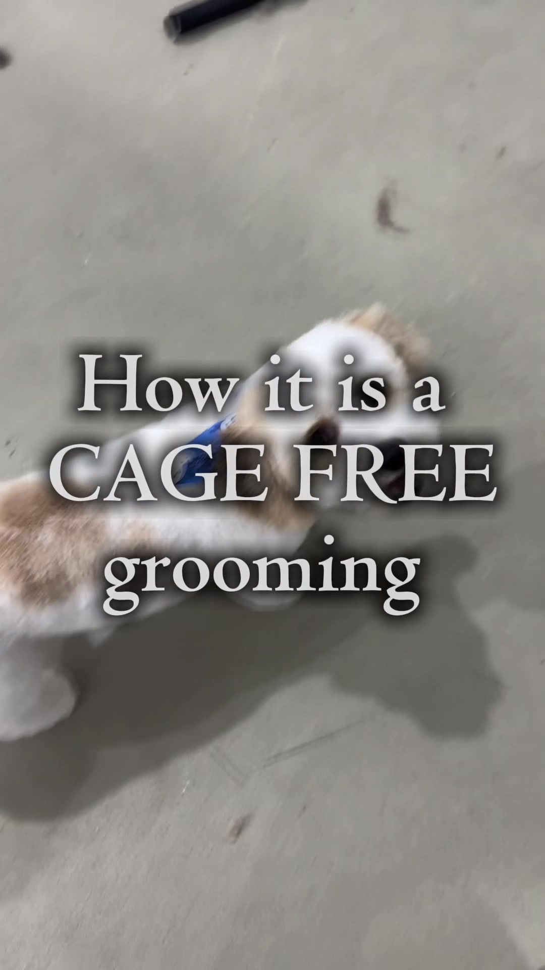 @Sincere Groomer