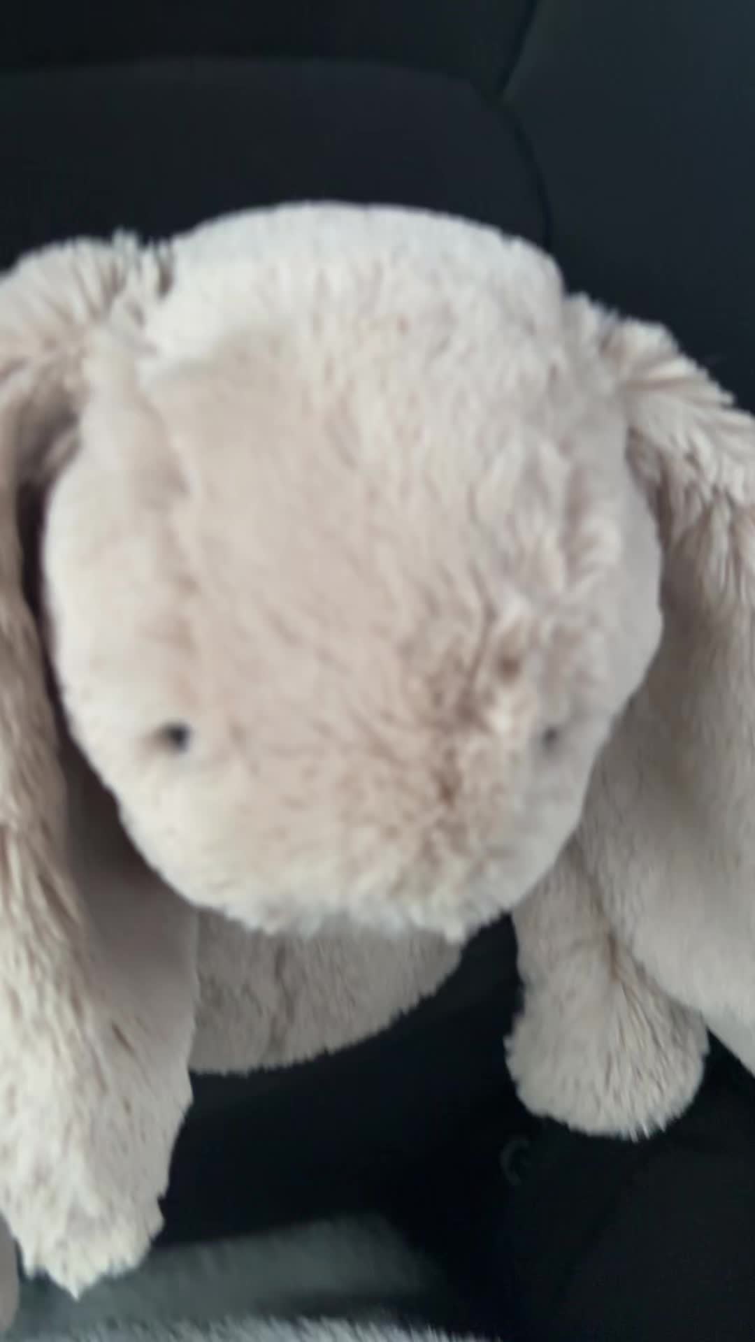 @Bashful the bun bun
