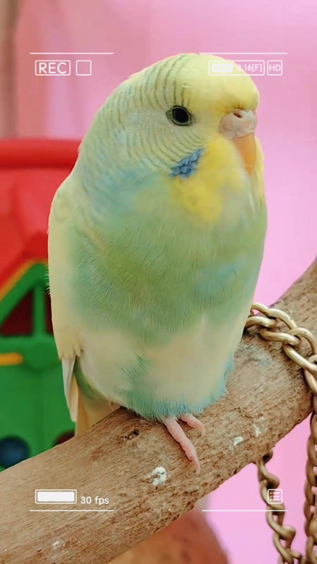 @Cockatiels Craze