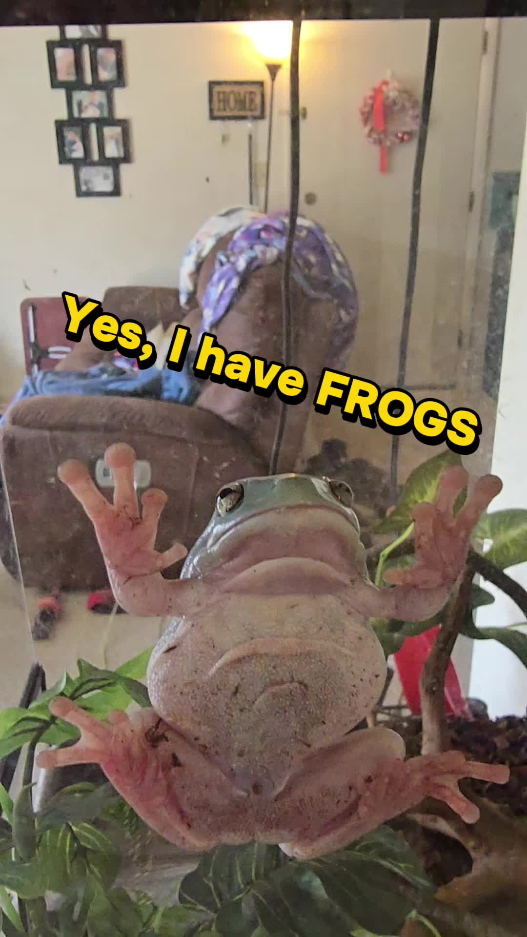 @megamadnesssss