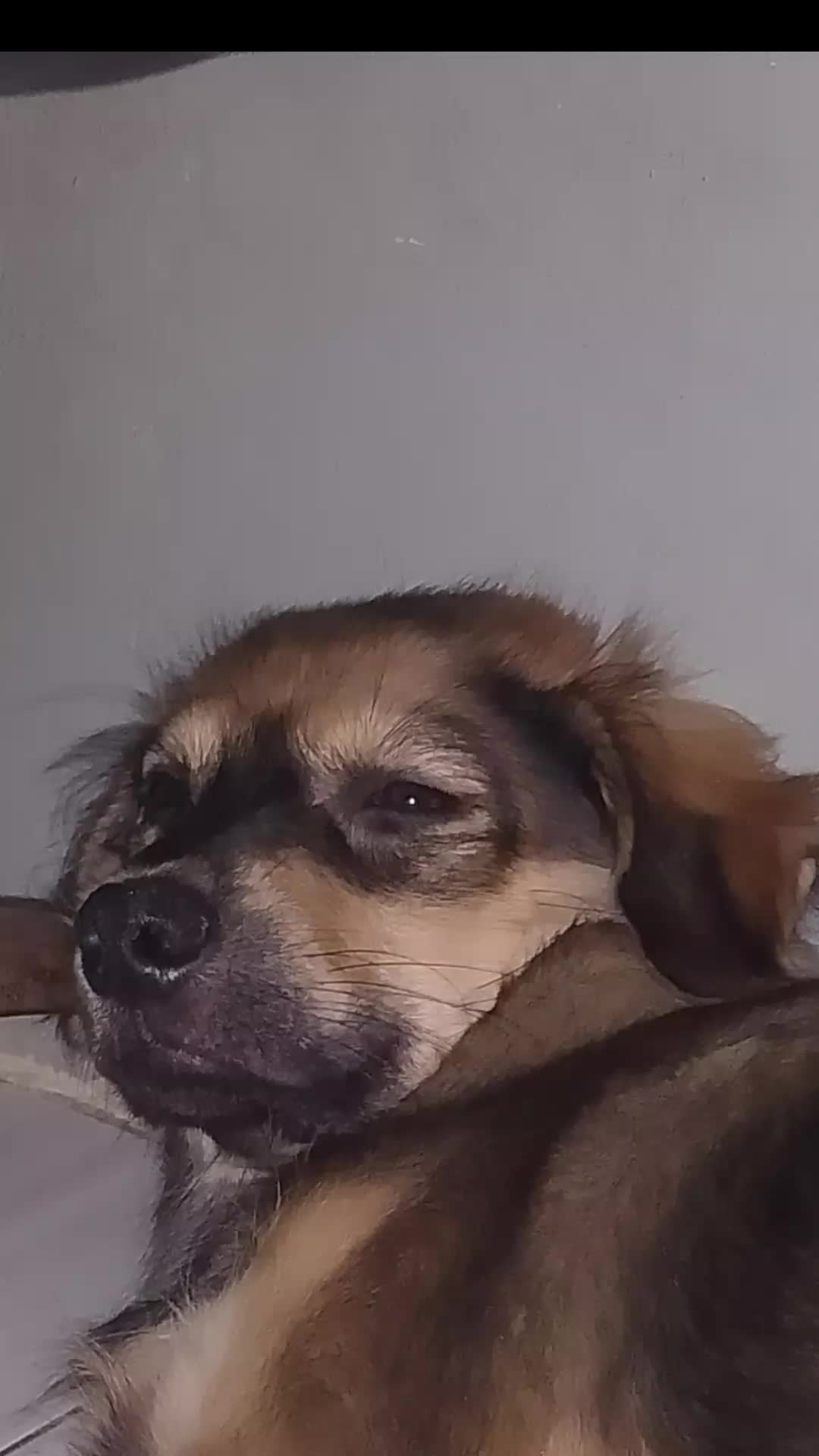 @Pawparazzi_daily