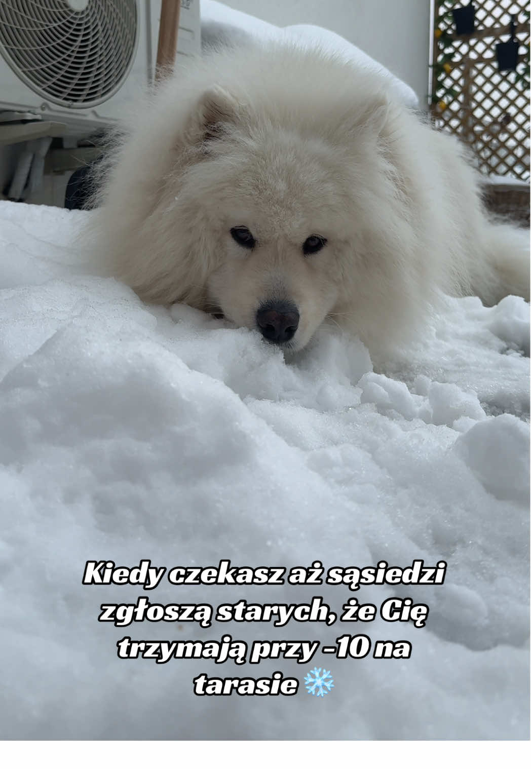 @Samoyed.Kokos