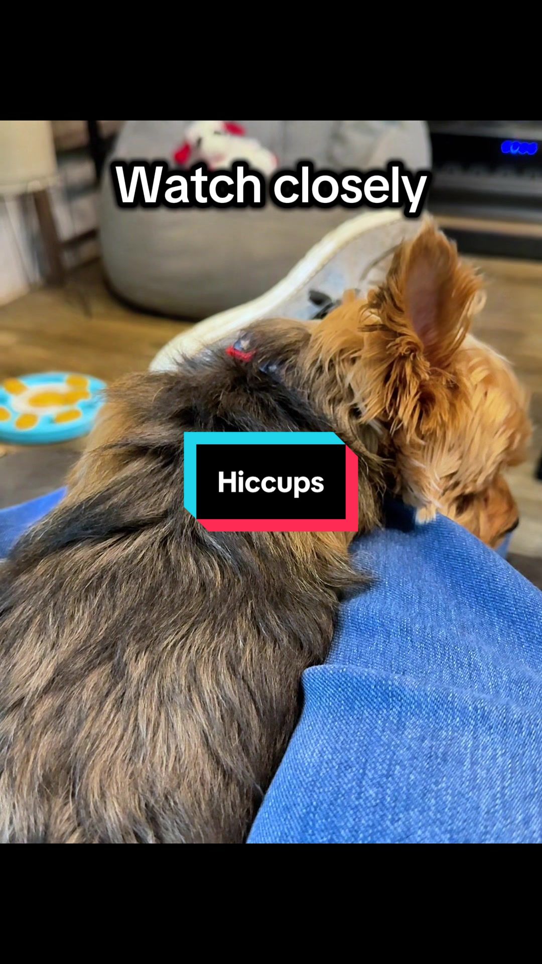 @newyorkiebymilo