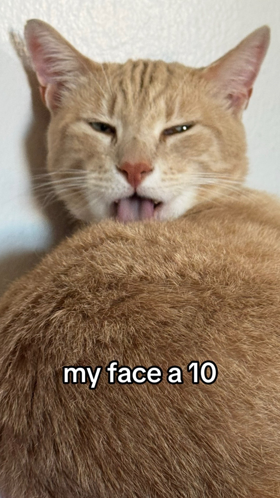 @Mia kittens