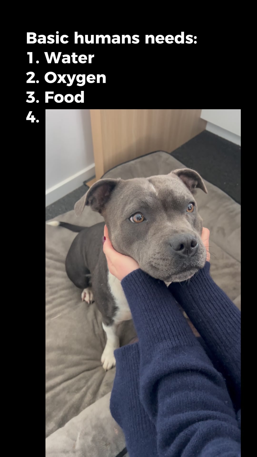 @Happy Staffy Co