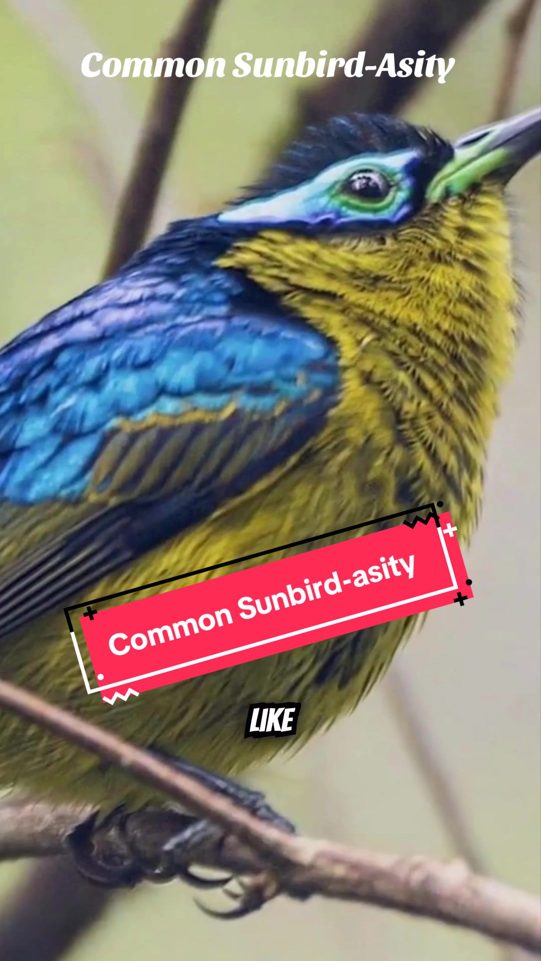 @Unique Bird Facts