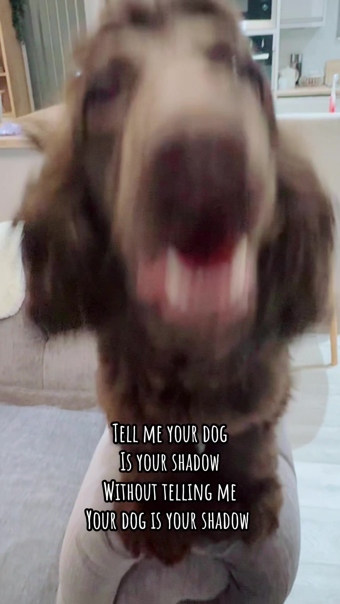 @Honey_The_Show_Cocker 🤎🐾🤎