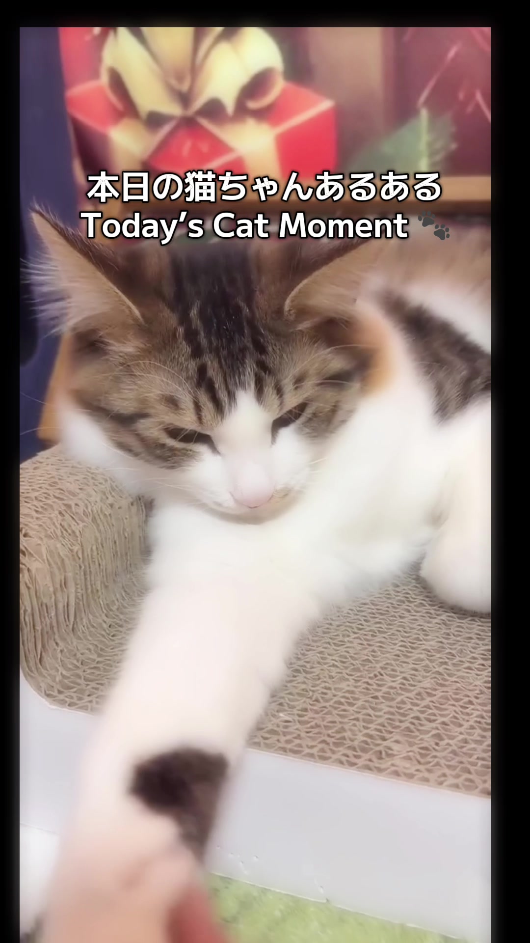 @Miki 💙🐱💜 Fan CAT🐾👑