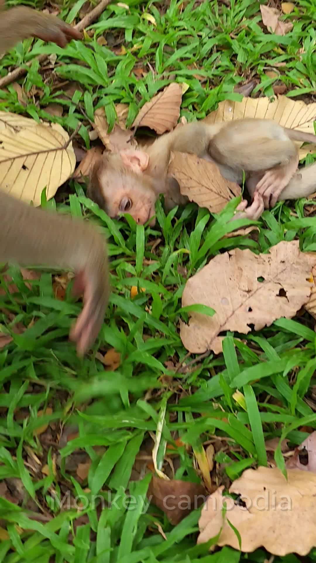 @Monkey Cambodia