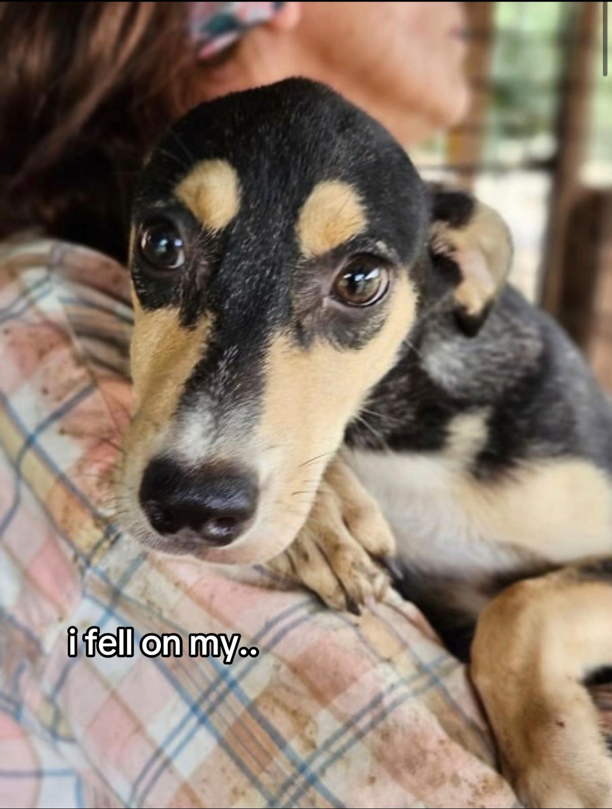 @🐾