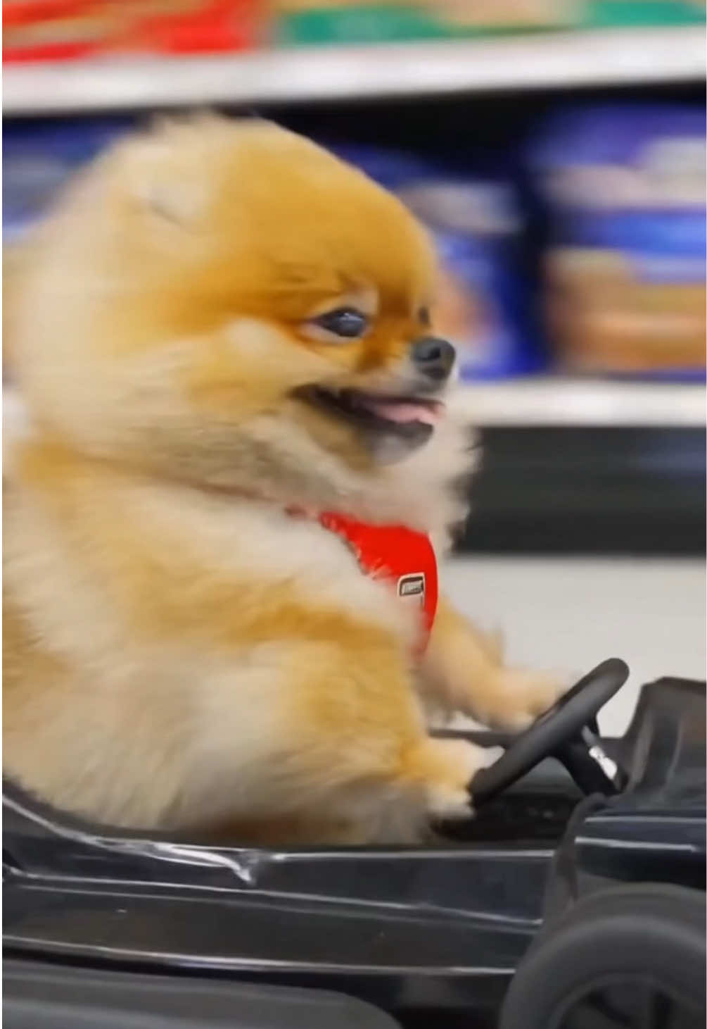 @Gangsterspitz