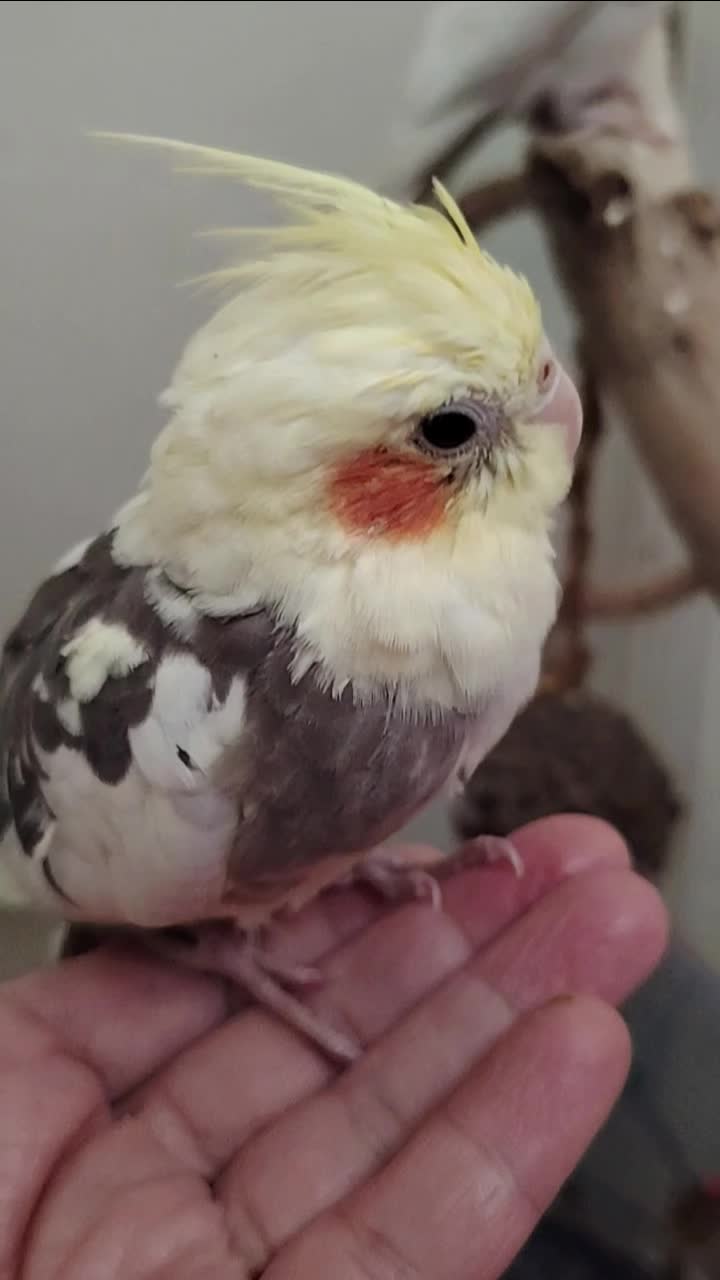 @Cockatiels Craze