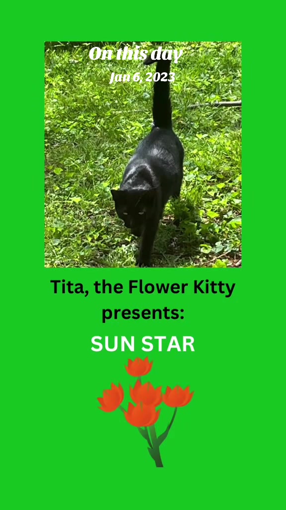 @The Appalachian kitties
