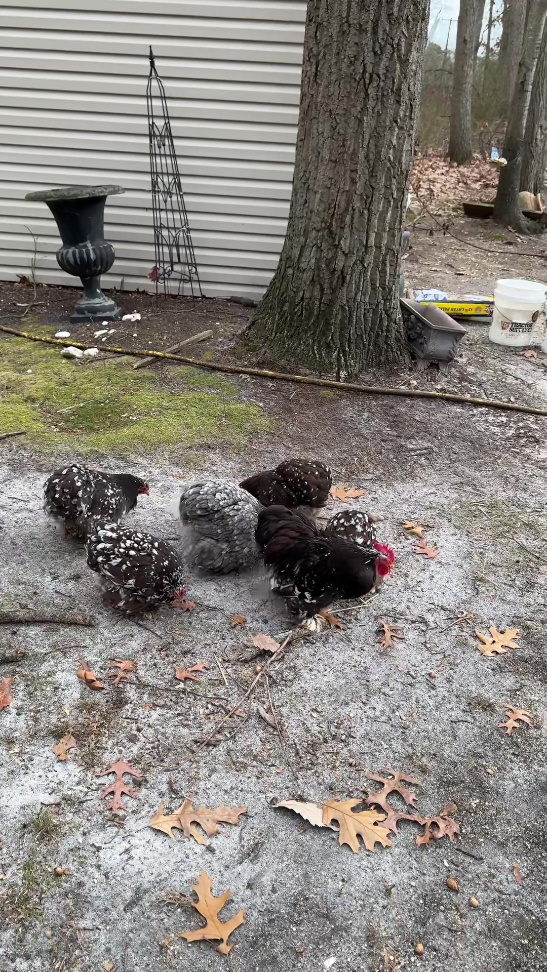 @Lavern | urban chickens