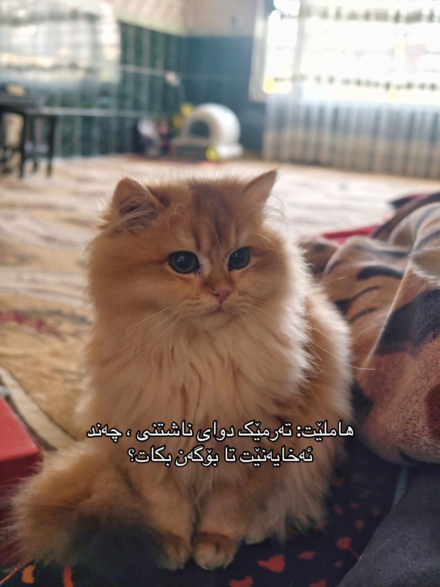 @3pshilaka