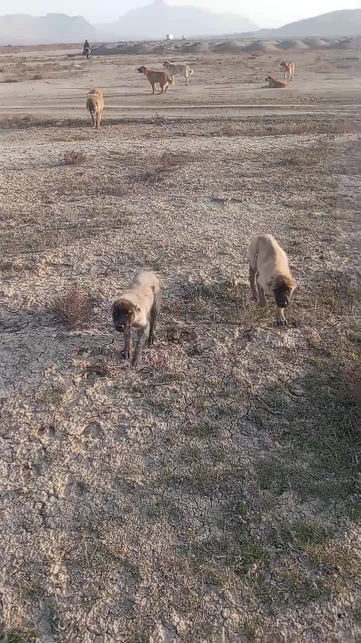 @F&uuml;zuli səfərov