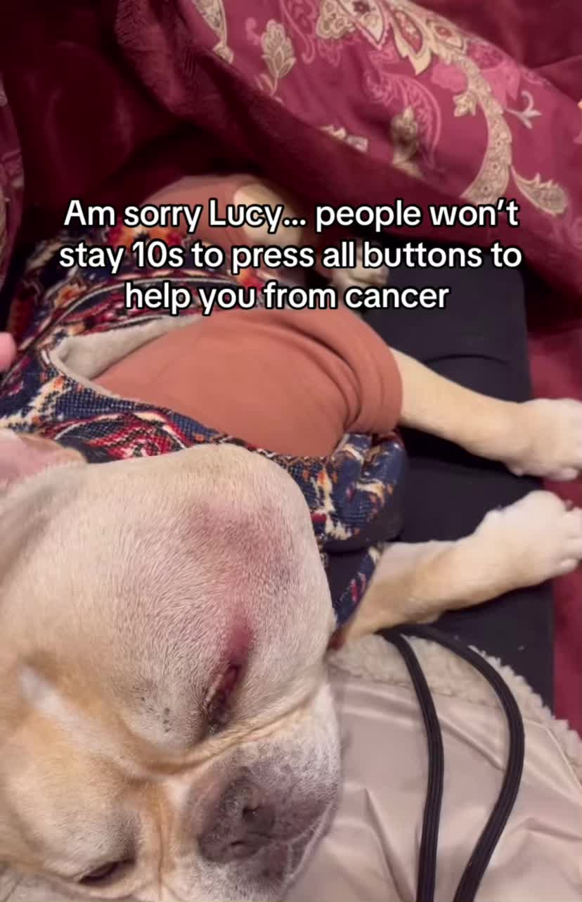 @Surgery for Lucy0
