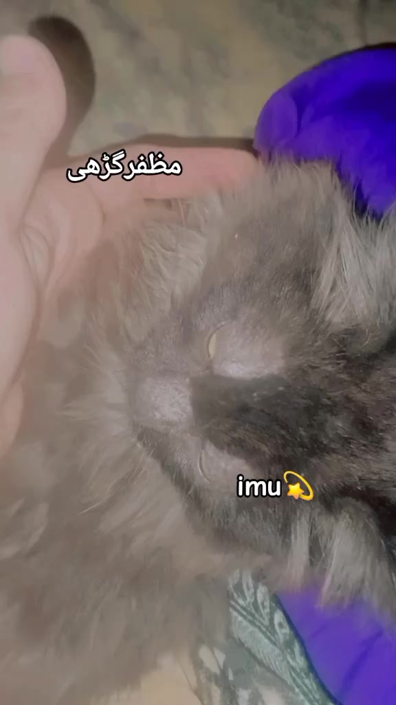 @Iman  fatima