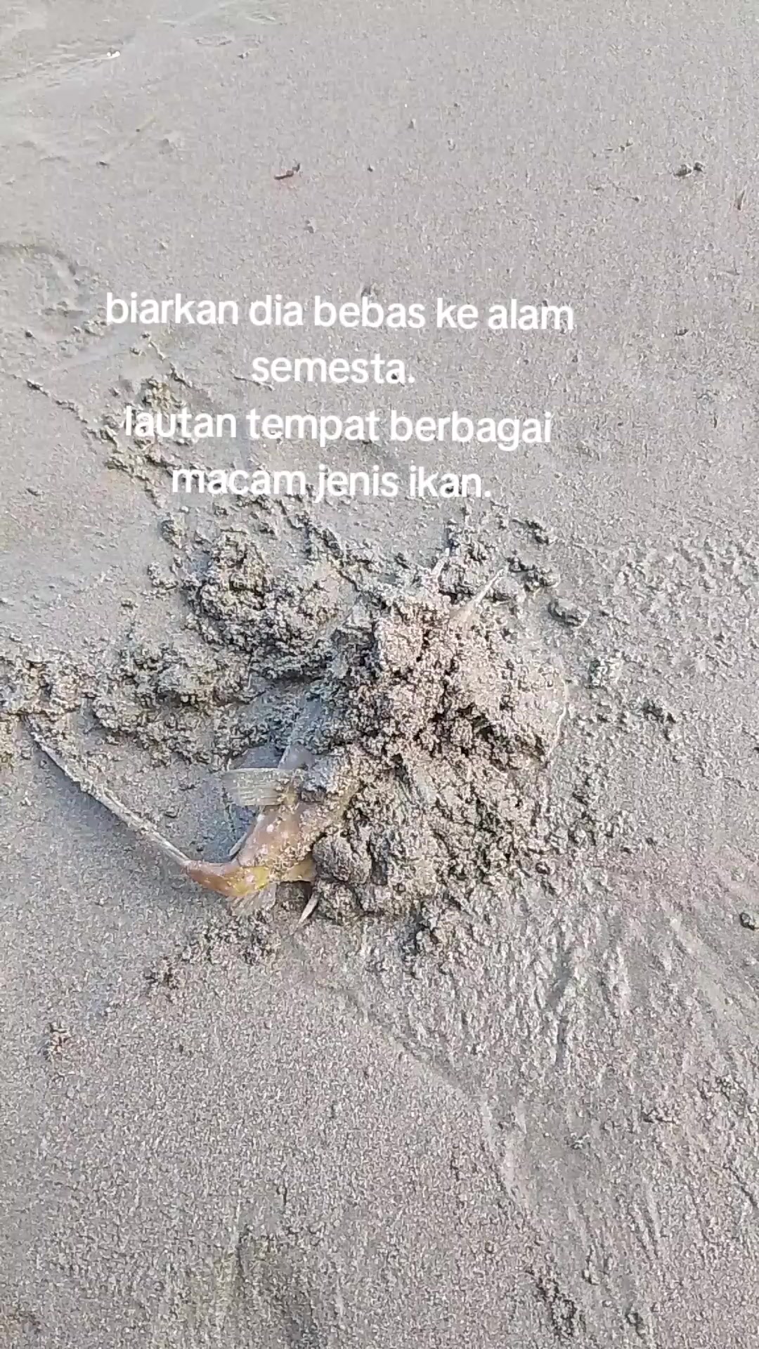 @mustafa bahsin