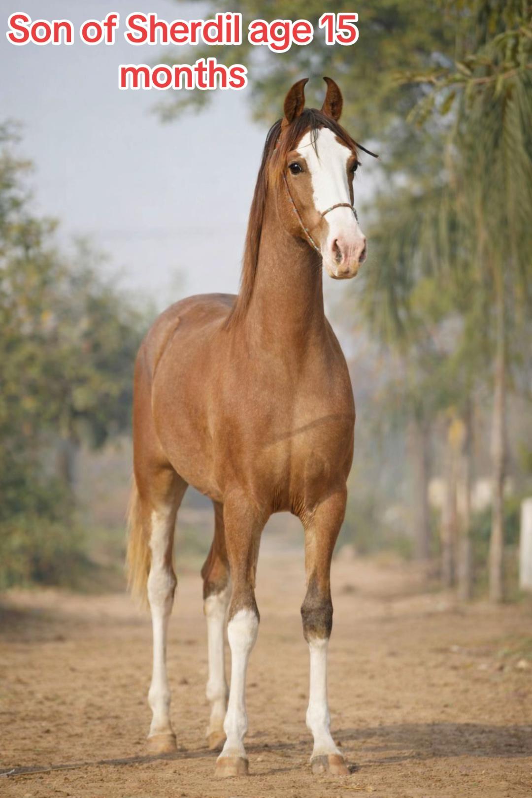 @Dr Wahab  vet
