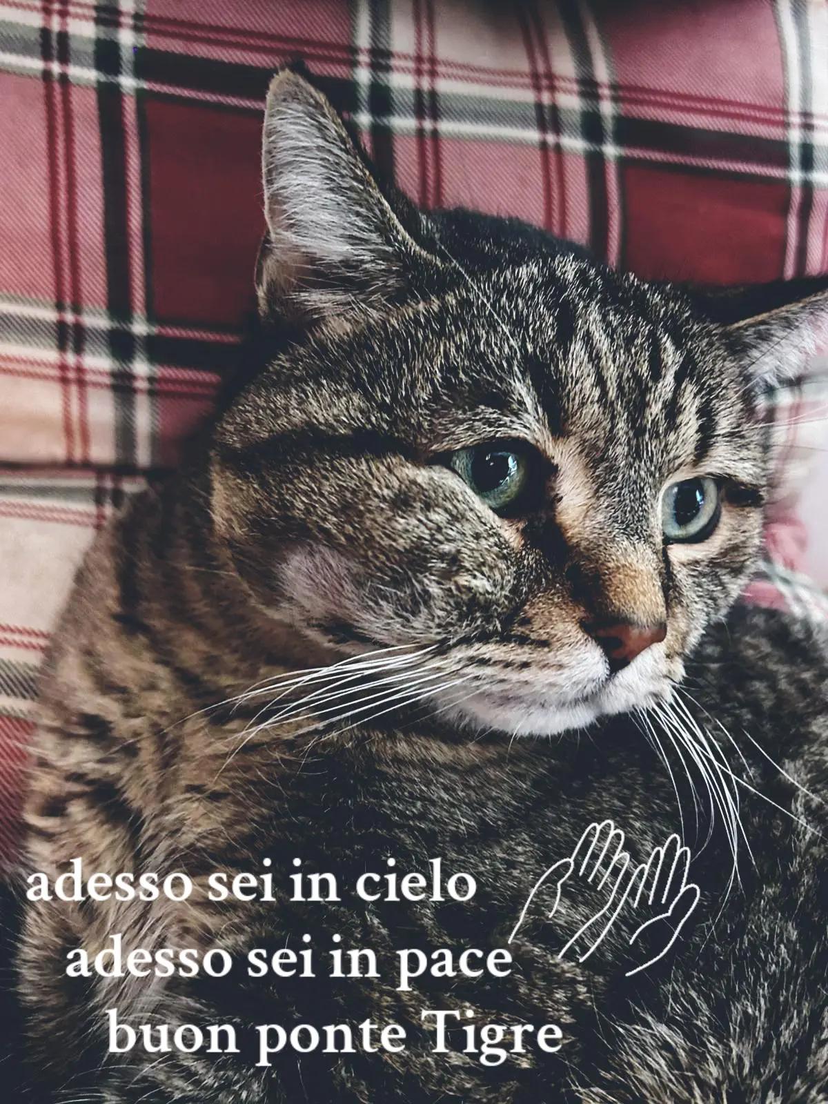 @Antonella Corinal760